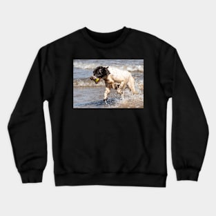 English Springer Crewneck Sweatshirt